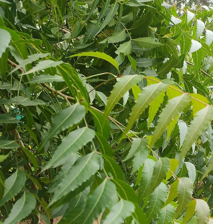 Neem Leaves Powder Certified Organic Non GMO No Added Preservatives or Additives Azadirachta Indica Powder (114 Gram)