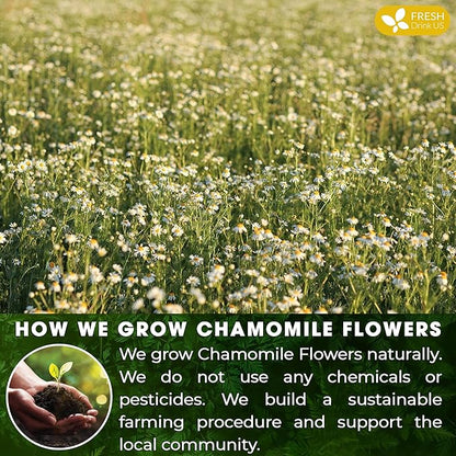 FRESHDRINKUS, Premium 16 Chamomile Tea Bags, 100% Natural and Pure Chamomile Flowers, Eco-conscious Tea Bags. Chamomile Flower Herbal Tea. No Sugar, No Caffeine, No Gluten, Vegan.