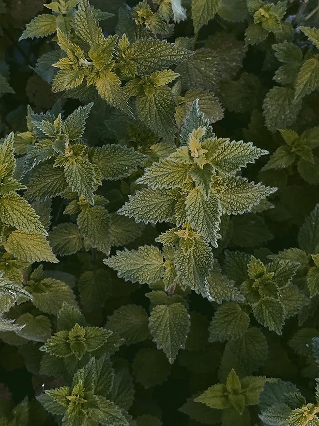 Stinging Nettle Seeds (Urtica Dioica) from Germany - Pure Vegan Protein Source, Dried Nettle Seeds - Net Weight: 0.7oz/20g. Non GMO, Gluten Free.