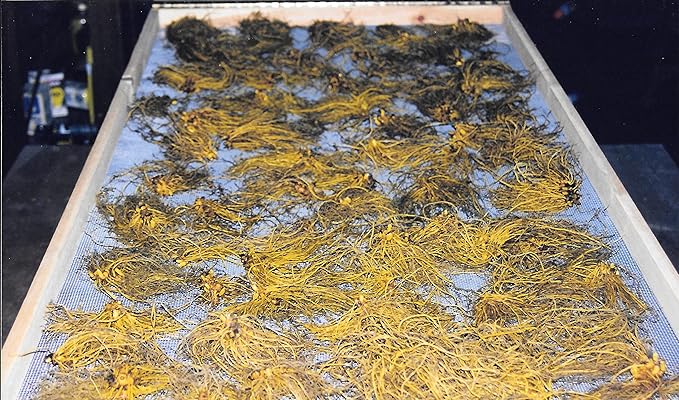 Goldenseal Root Powder **USA Grown & Packaged** 14 gm = 1/2 Ounce