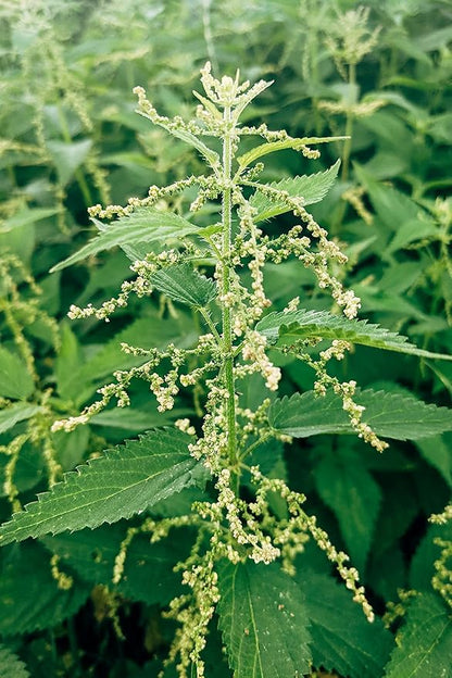Stinging Nettle Seeds (Urtica Dioica) from Germany - Pure Vegan Protein Source, Dried Nettle Seeds - Net Weight: 0.7oz/20g. Non GMO, Gluten Free.