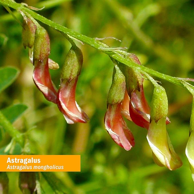 Herb Pharm Certified Organic Astragalus Liquid Extract for Immune System Support - 4 Ounce