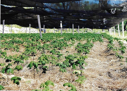 Goldenseal Root Powder **USA Grown & Packaged** 14 gm = 1/2 Ounce