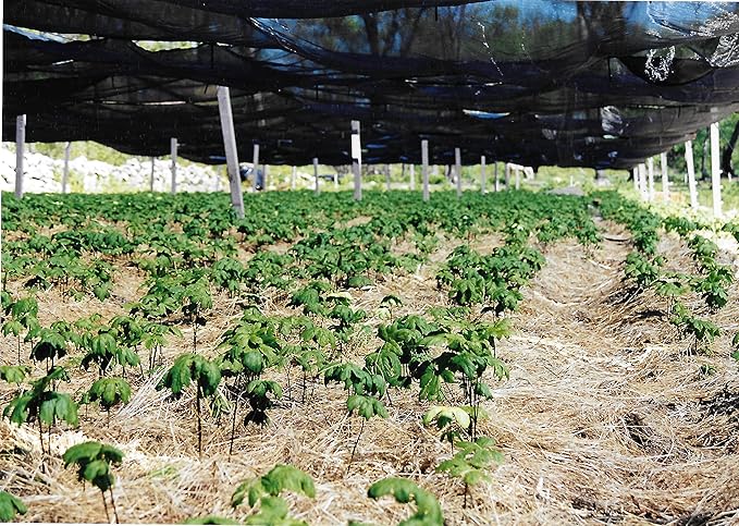 Goldenseal Root Powder 7gm = 1/4 oz. **USA Grown & Packaged**