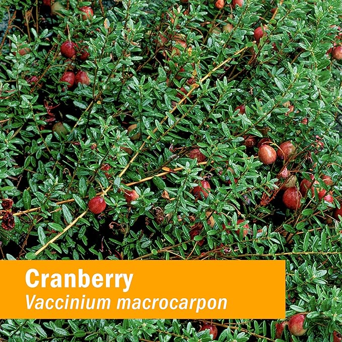 Herb Pharm Certified Organic Cranberry Liquid Extract for Urinary Tract Support - 1 Ounce