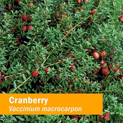 Herb Pharm Certified Organic Cranberry Liquid Extract for Urinary Tract Support - 4 Ounce